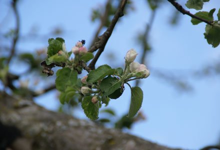 Apfelblüte