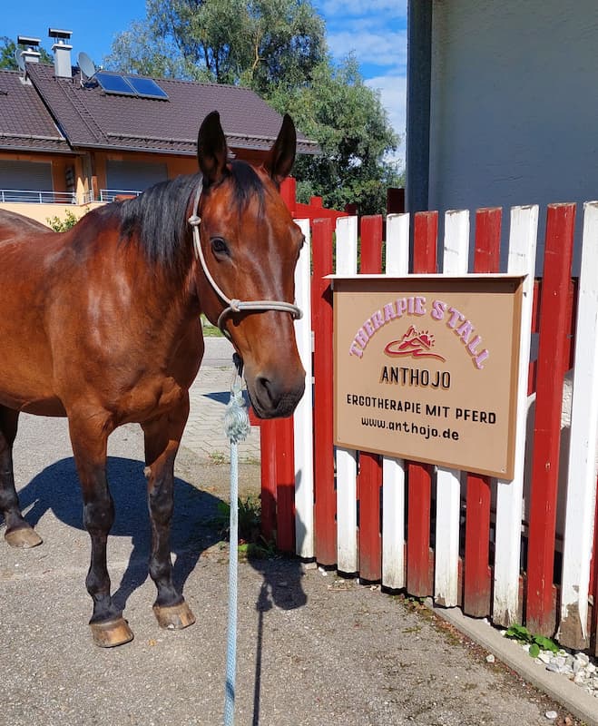 Ein Pferd steht vor einem Schild: "Therapie Stall, Anthojo, Ergotherapie mit Pferd, www.pflegewohl.live"